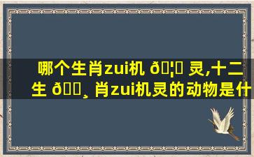 哪个生肖zui
机 🦍 灵,十二生 🕸 肖zui
机灵的动物是什么动物